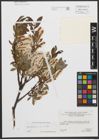 Foto von Salix waldsteiniana Willd.